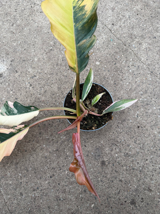 Philodendron caramel marble