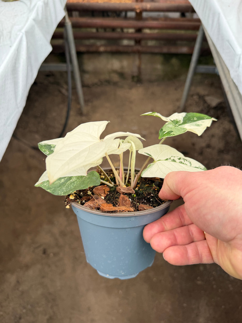 Syngonium albo