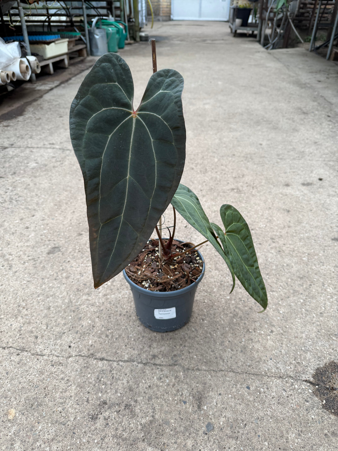 Anthurium ase of spades dark form x papilliaminum
