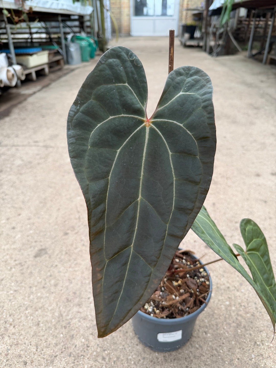 Anthurium ase of spades dark form x papilliaminum