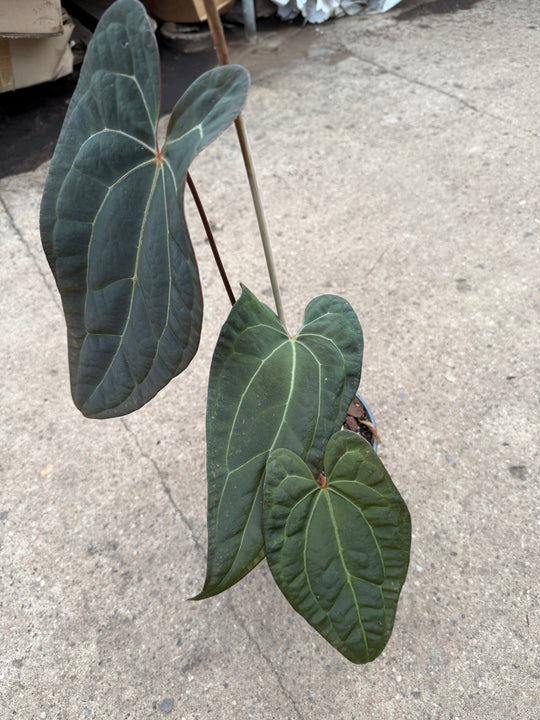 Anthurium ase of spades dark form x papilliaminum