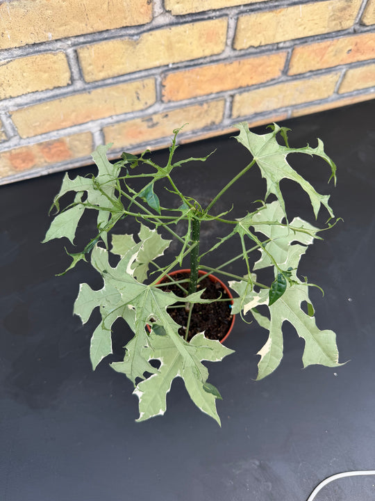 Cnidoscolus aconitifolius variagata