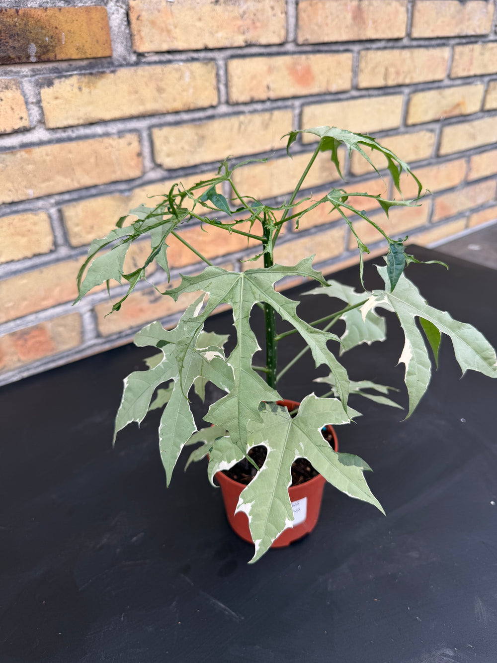 Cnidoscolus aconitifolius variagata