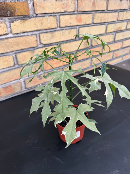 Cnidoscolus aconitifolius variagata