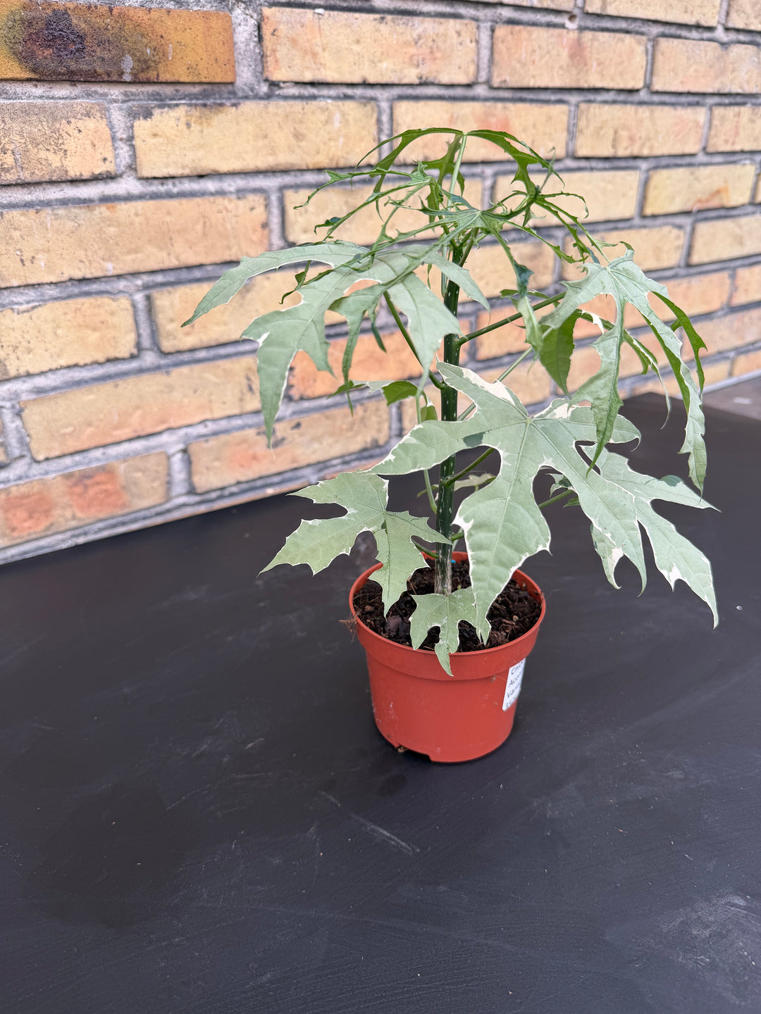 Cnidoscolus aconitifolius variagata