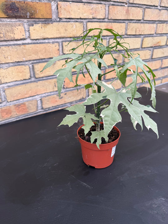 Cnidoscolus aconitifolius variagata