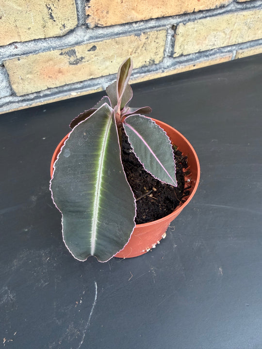 Labisia pulima