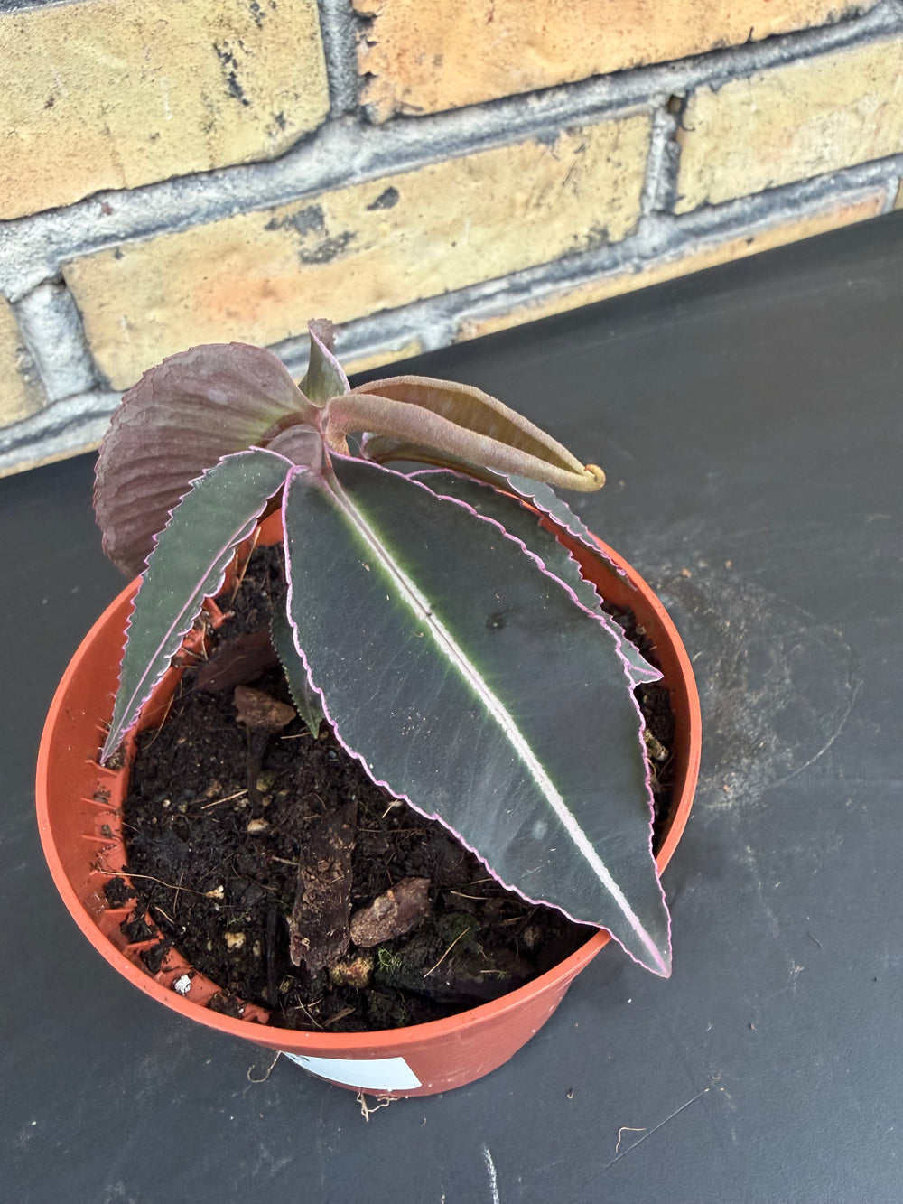 Labisia pulima