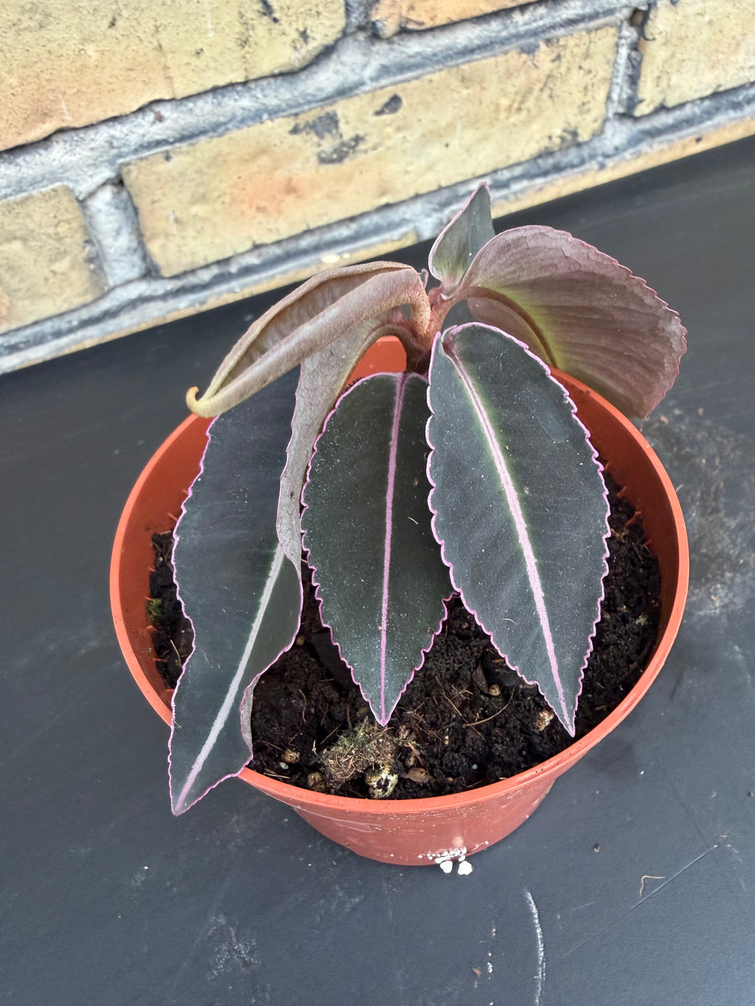 Labisia pulima