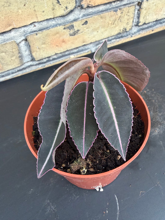 Labisia pulima