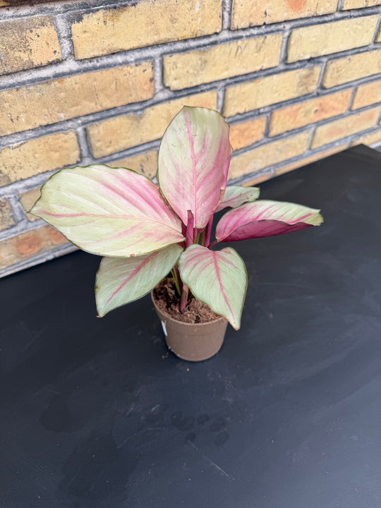 Calathea silver plate