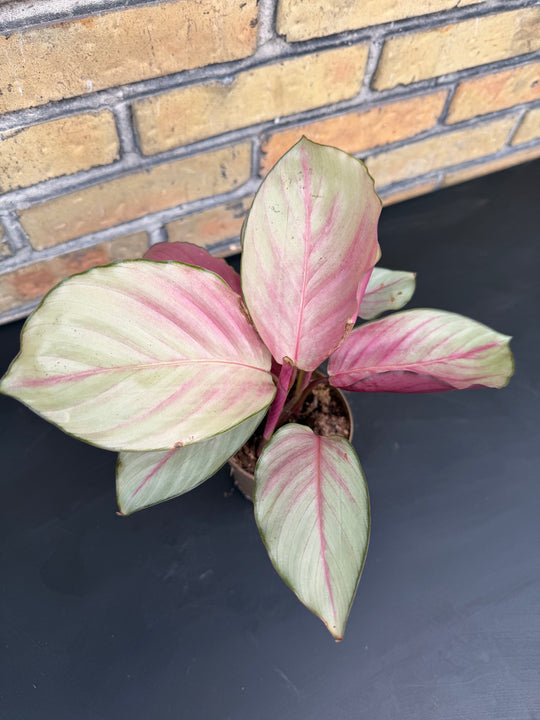Calathea silver plate