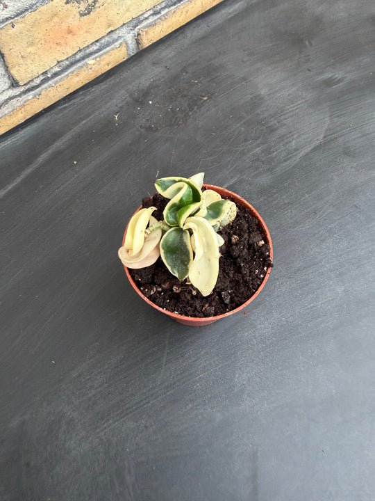 Hoya compacta variagata