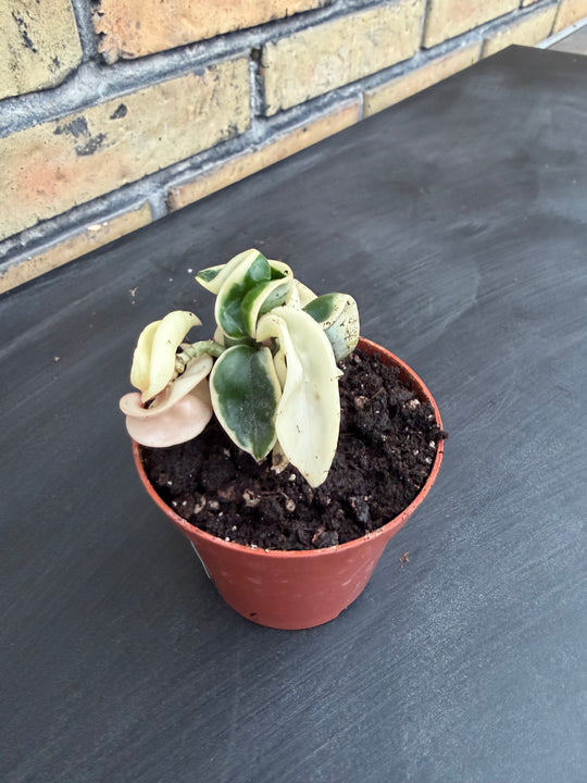Hoya compacta variagata