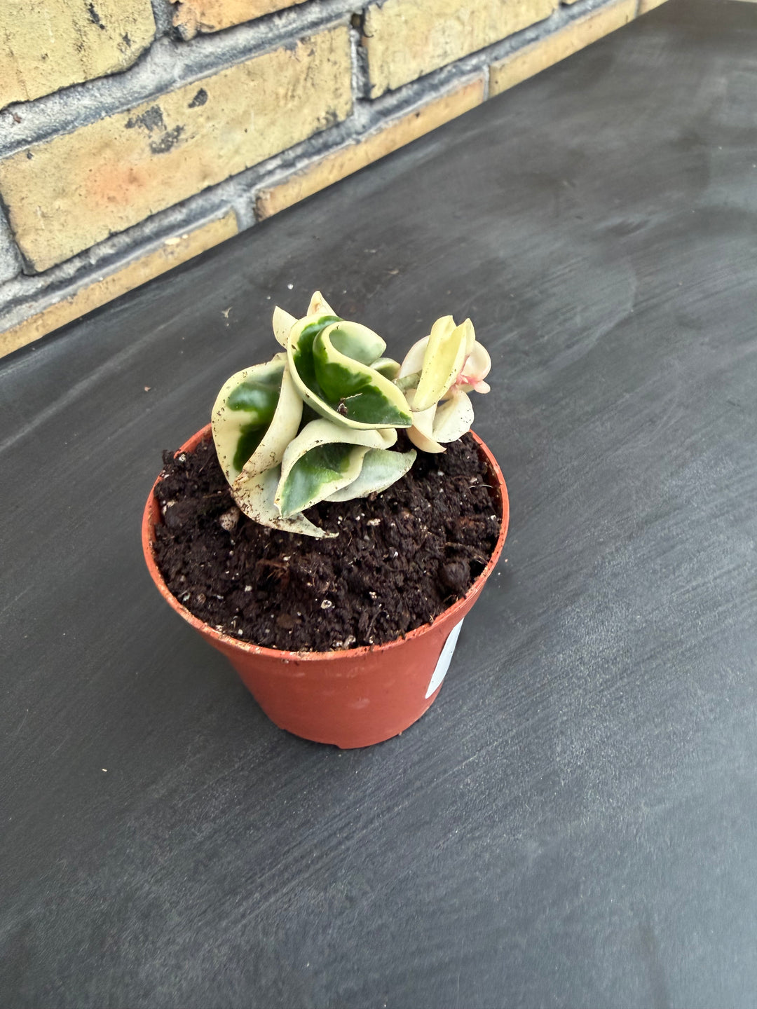 Hoya compacta variagata