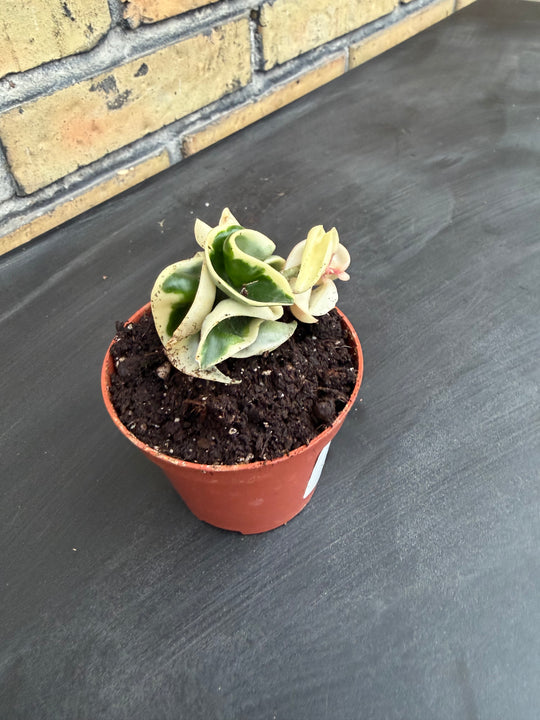 Hoya compacta variagata