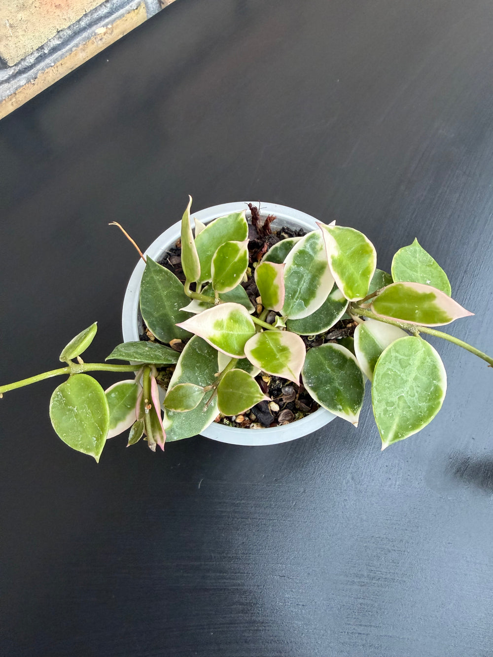 Hoya lacunosa asami