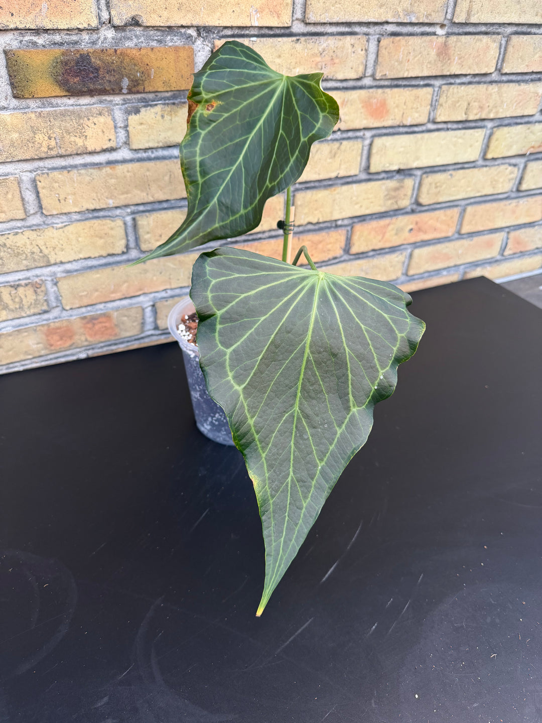 Anthurium delta force
