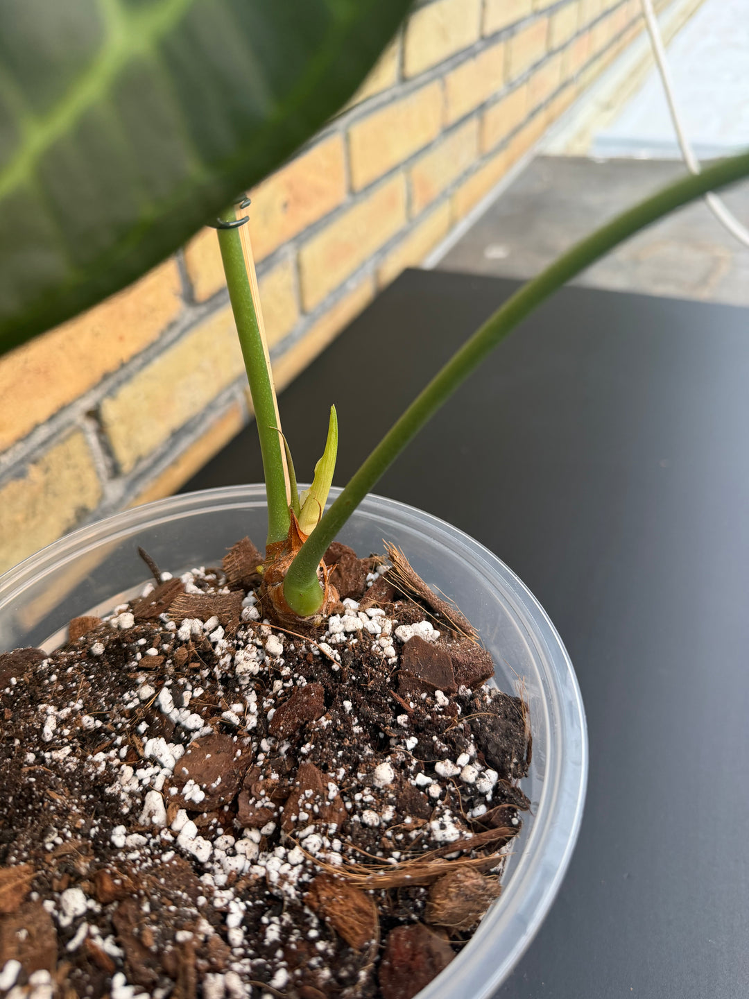 Anthurium delta force