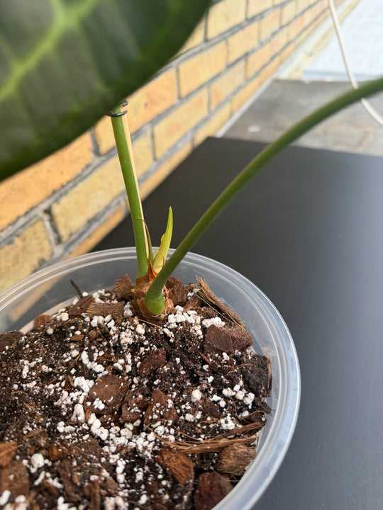 Anthurium delta force