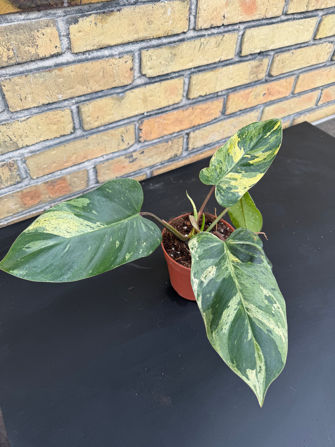 Philodendron emerald queen