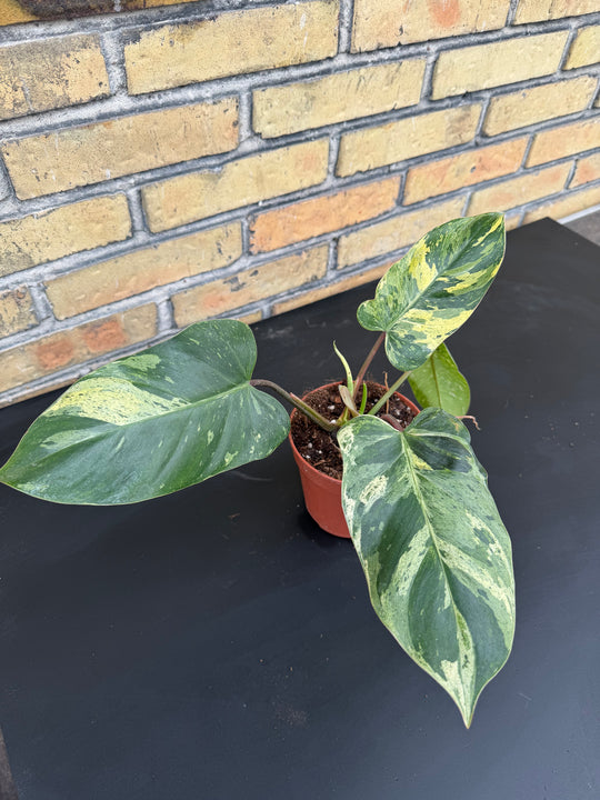 Philodendron emerald queen