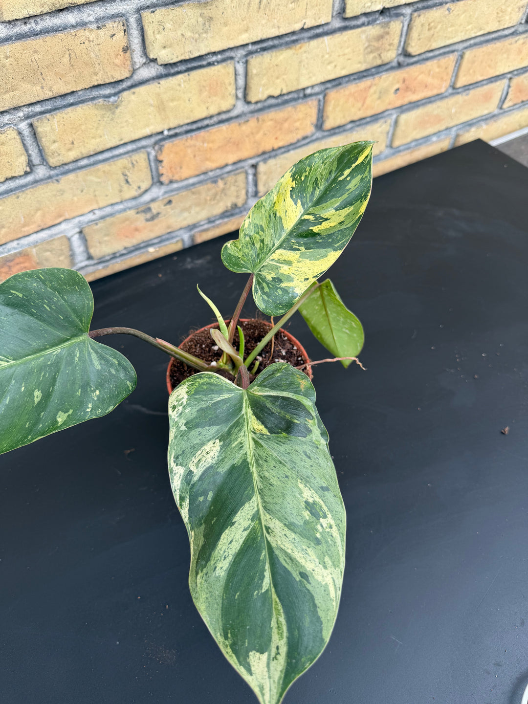 Philodendron emerald queen