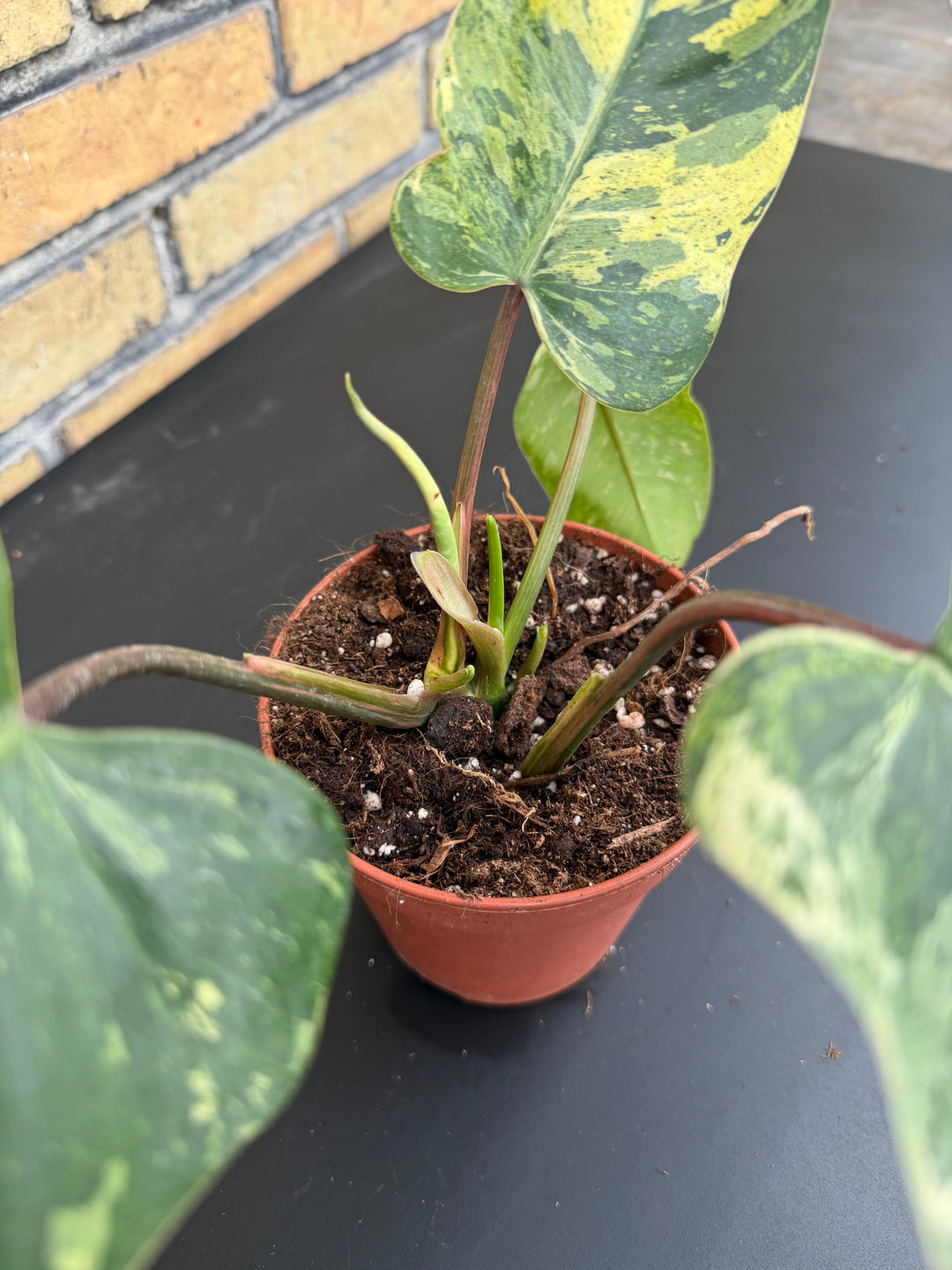 Philodendron emerald queen