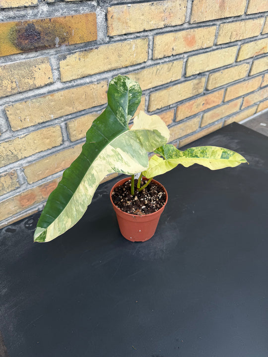 Philodendron Florida beauty x Billietiae