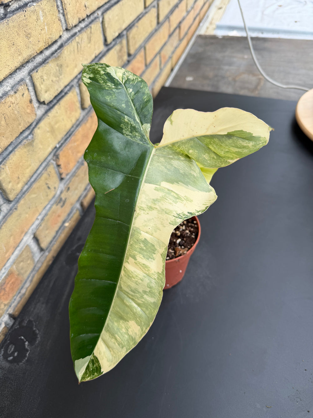 Philodendron Florida beauty x Billietiae