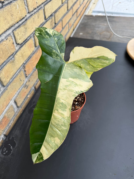 Philodendron Florida beauty x Billietiae