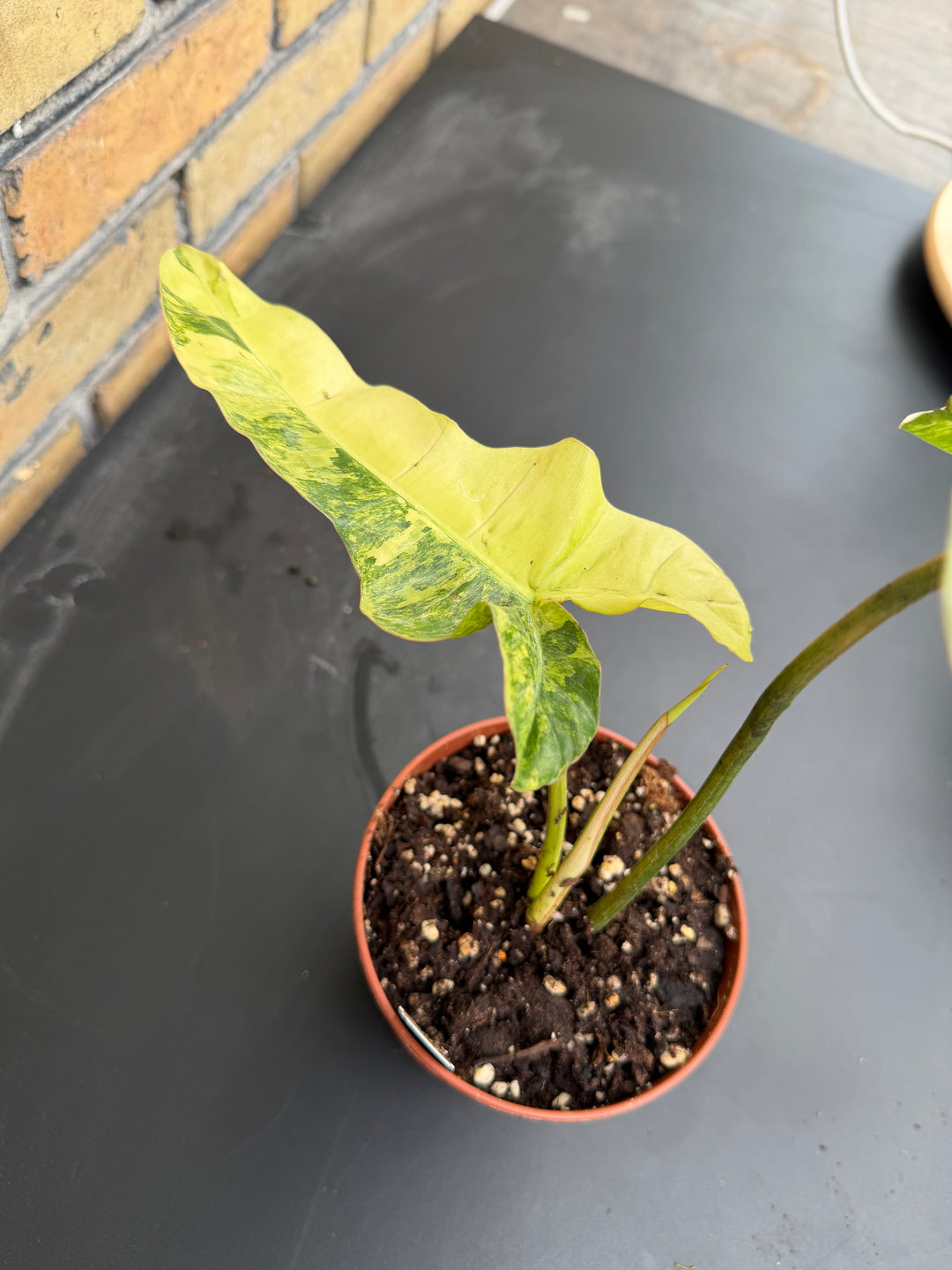 Philodendron Florida beauty x Billietiae