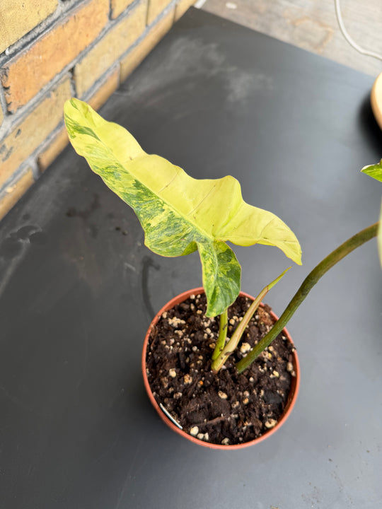 Philodendron Florida beauty x Billietiae