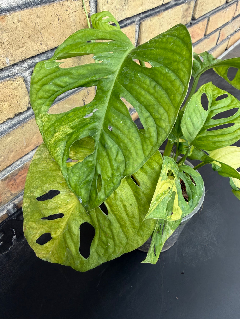 Monstera adansonii aurea
