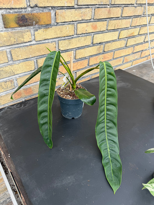 Philodendron patriciae