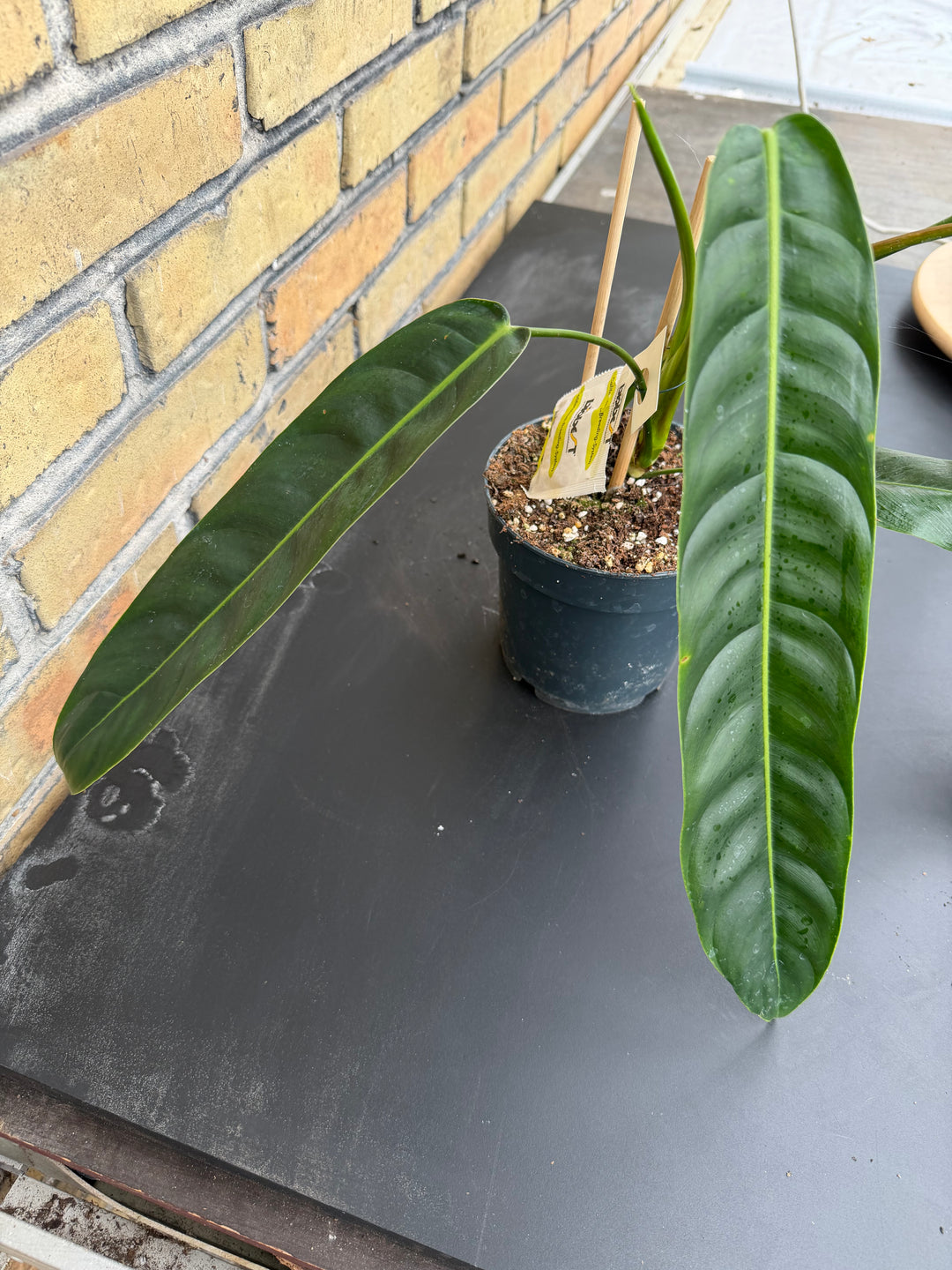 Philodendron patriciae