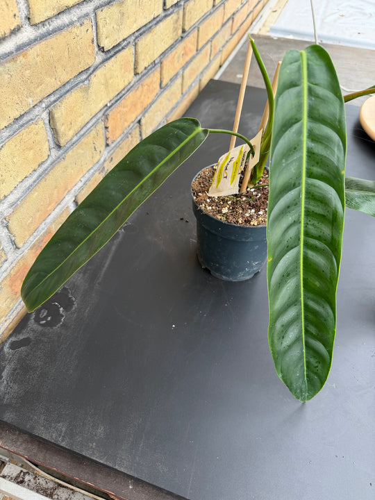 Philodendron patriciae