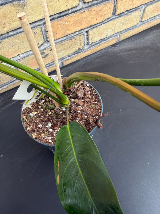 Philodendron patriciae
