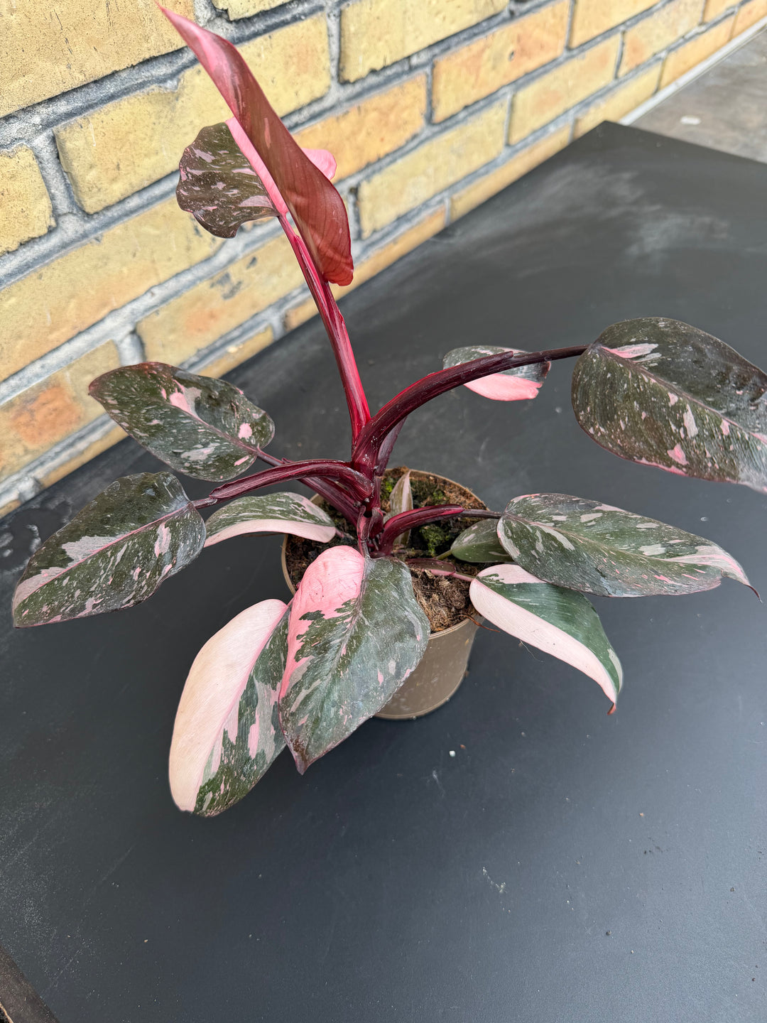 Filodendroni vaaleanpunainen prinsessa marmorigalaksi