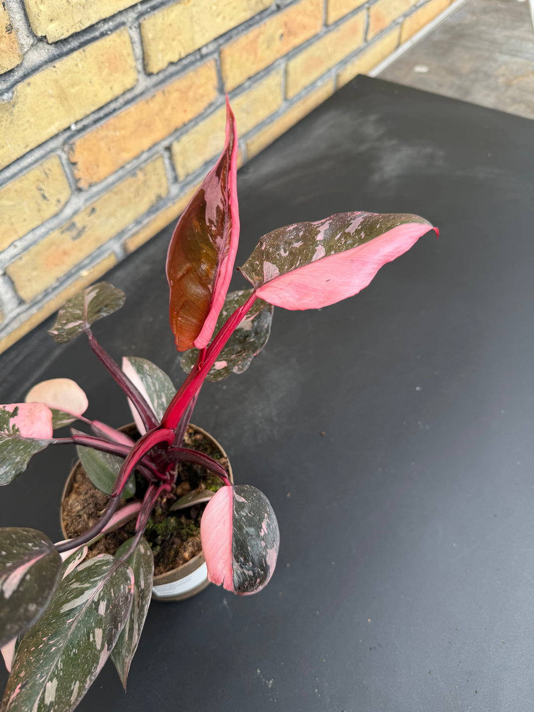 Filodendroni vaaleanpunainen prinsessa marmorigalaksi