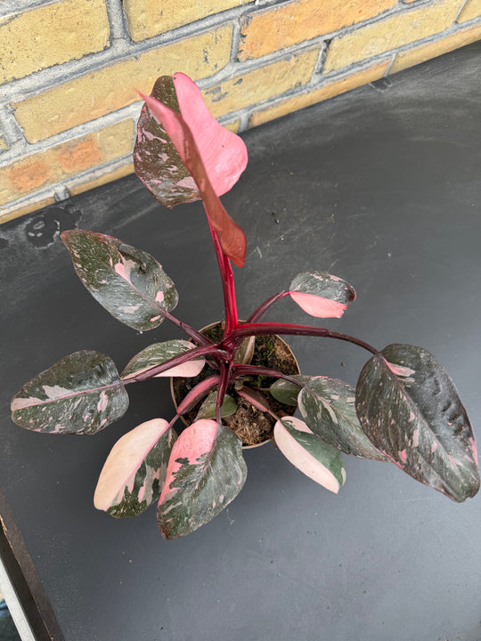 Filodendroni vaaleanpunainen prinsessa marmorigalaksi