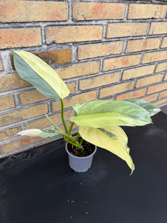 Philodendron silver sword Varigata