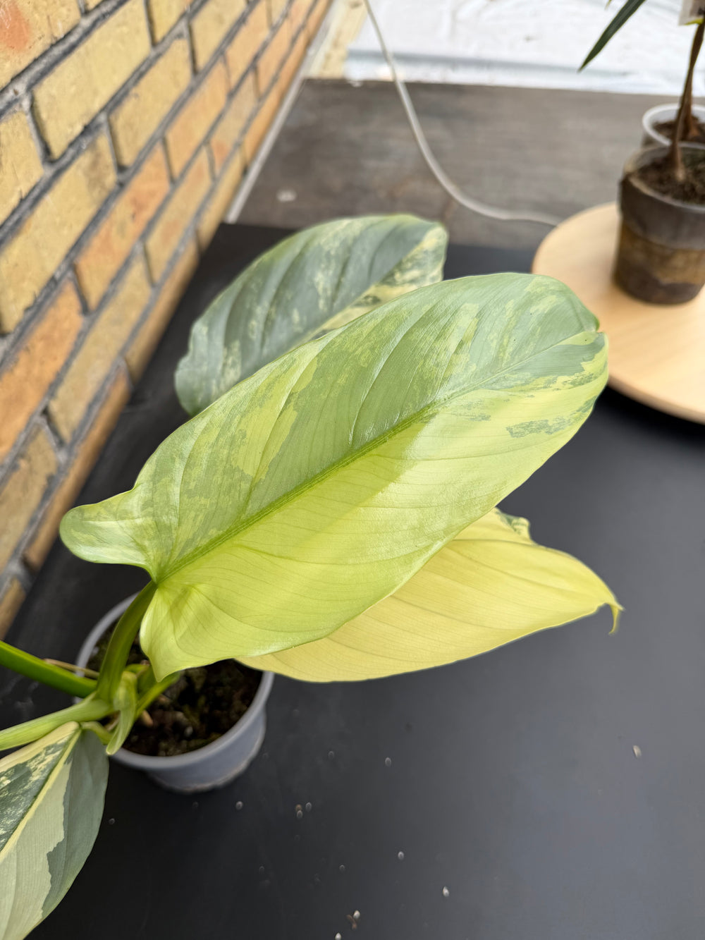 Philodendron silver sword Varigata