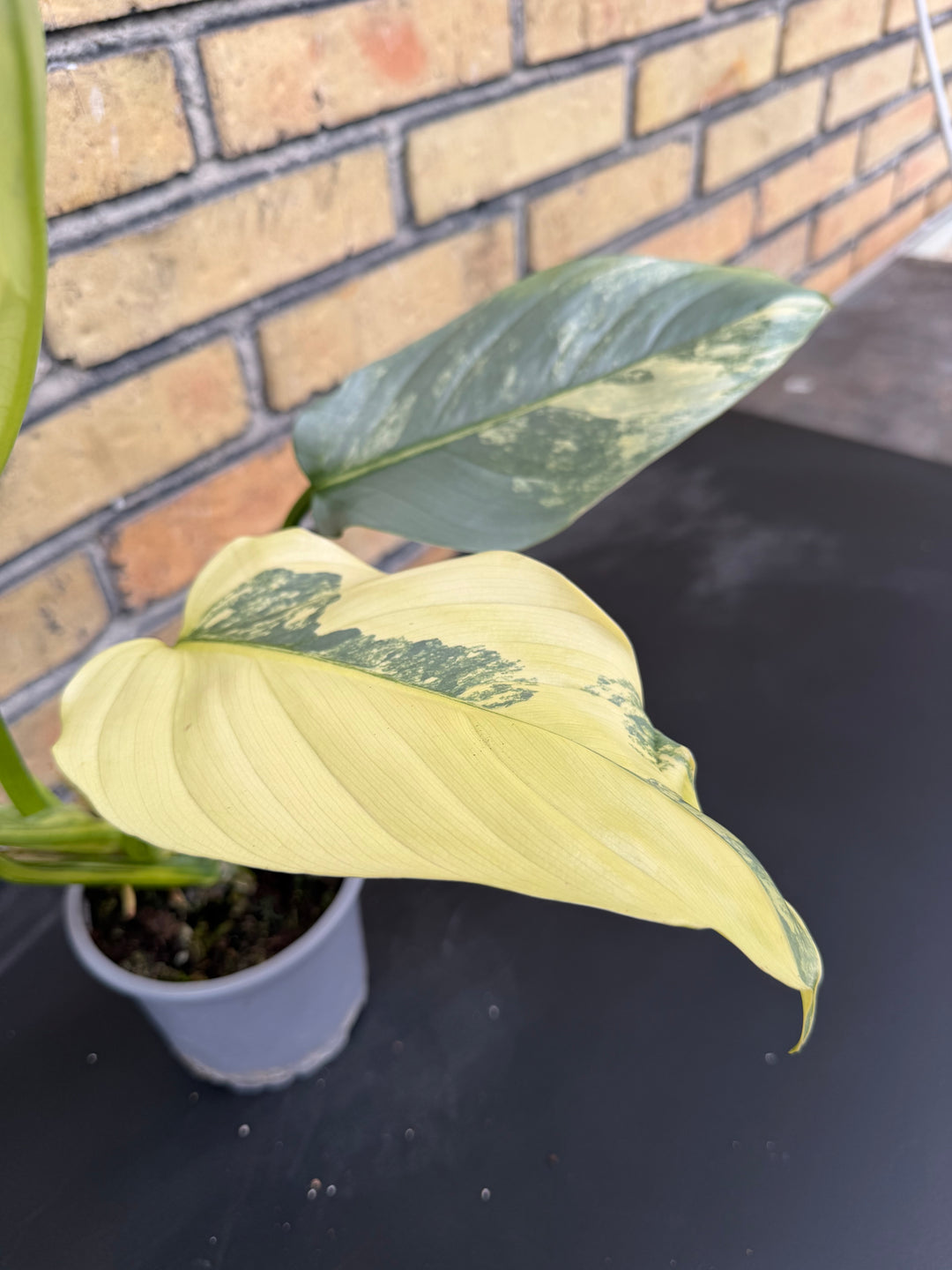 Philodendron silver sword Varigata