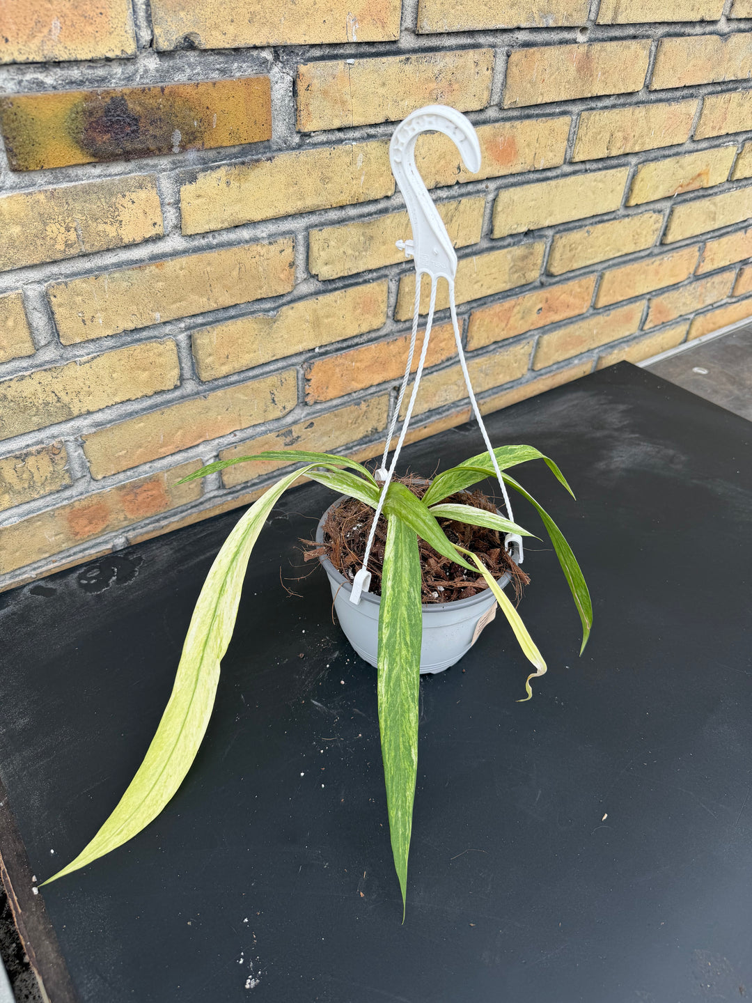 Anthurium vittarifolium Varigata 12cm