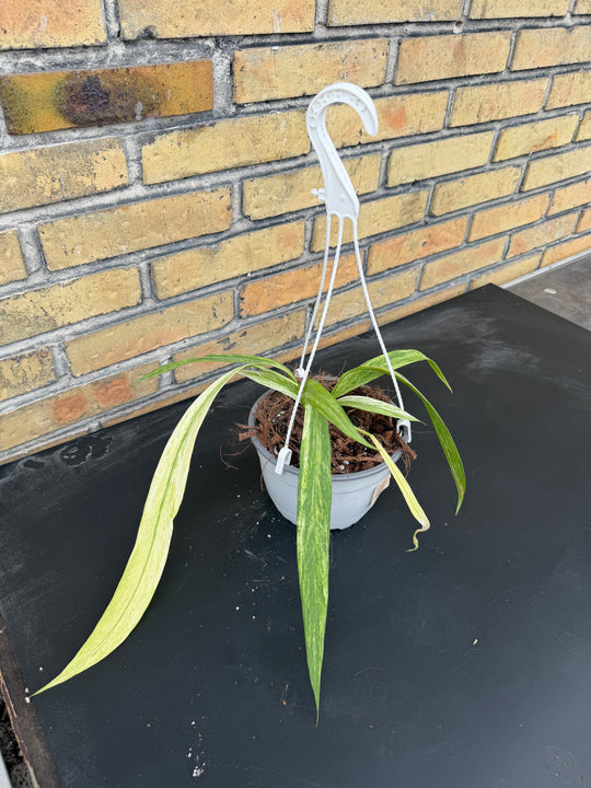 Anthurium vittarifolium Varigata 12cm