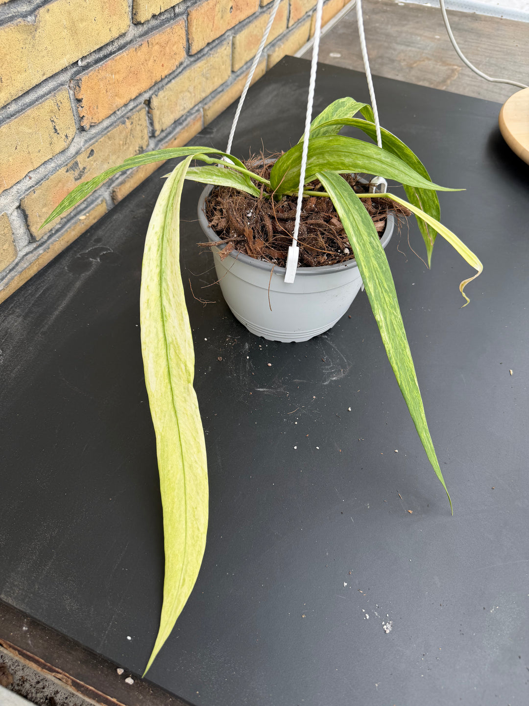 Anthurium vittarifolium Varigata 12cm