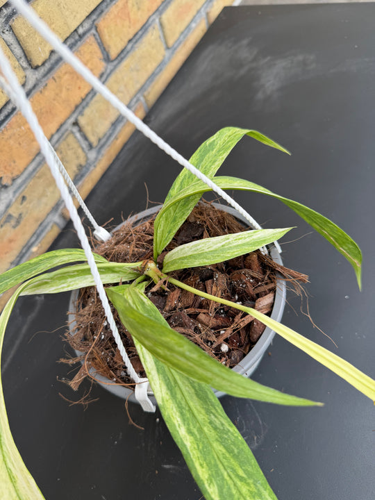 Anthurium vittarifolium Varigata 12cm