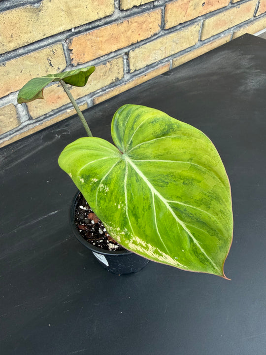 Philodendron gloriosum Aurea