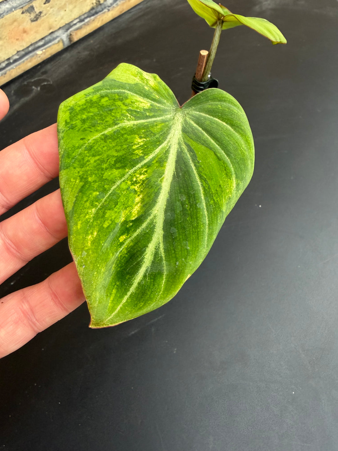 Philodendron gloriosum Aurea